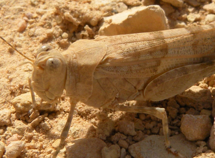 Orthoptera della Tunisia